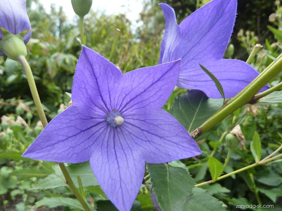 Platycodon grandiflorus (JACQ.) A. DC. (balónovník veľkokvetý) Platycodon grandiflorus (JACQ.) A. DC. (balónovník veľkokvetý)