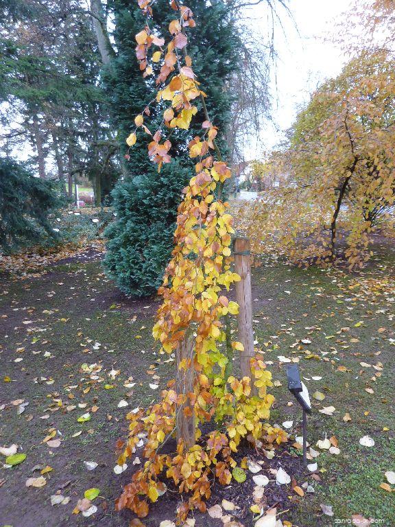 Fagus sylvatica Pendula (buk lesný) Fagus sylvatica Pendula (buk lesný)