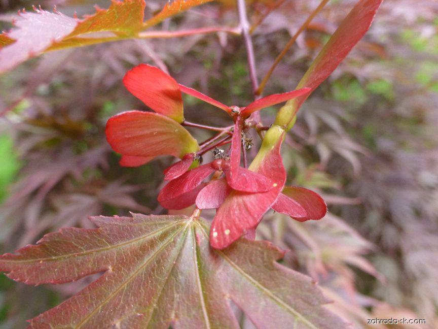 Acer palmatum Oshu shidare (javor dlaňolistý) Acer palmatum Oshu shidare (javor dlaňolistý)