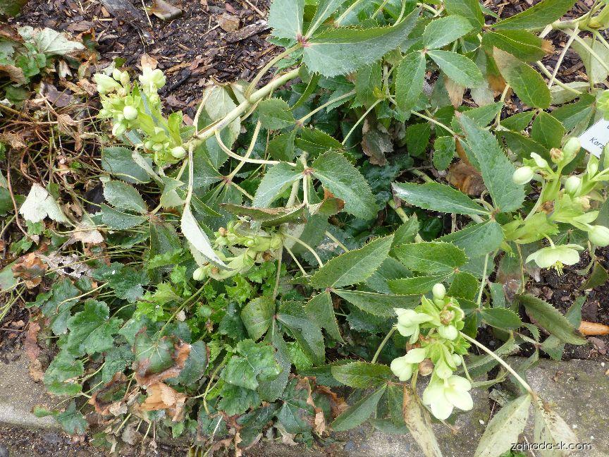 Helleborus argutifolius Viv. (čemerica korzická) Helleborus argutifolius Viv. (čemerica korzická)