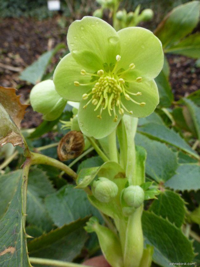 Helleborus argutifolius Viv. (čemerica korzická) Helleborus argutifolius Viv. (čemerica korzická)