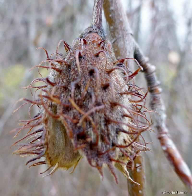 Fagus sylvatica Pendula (buk lesný) Fagus sylvatica Pendula (buk lesný)