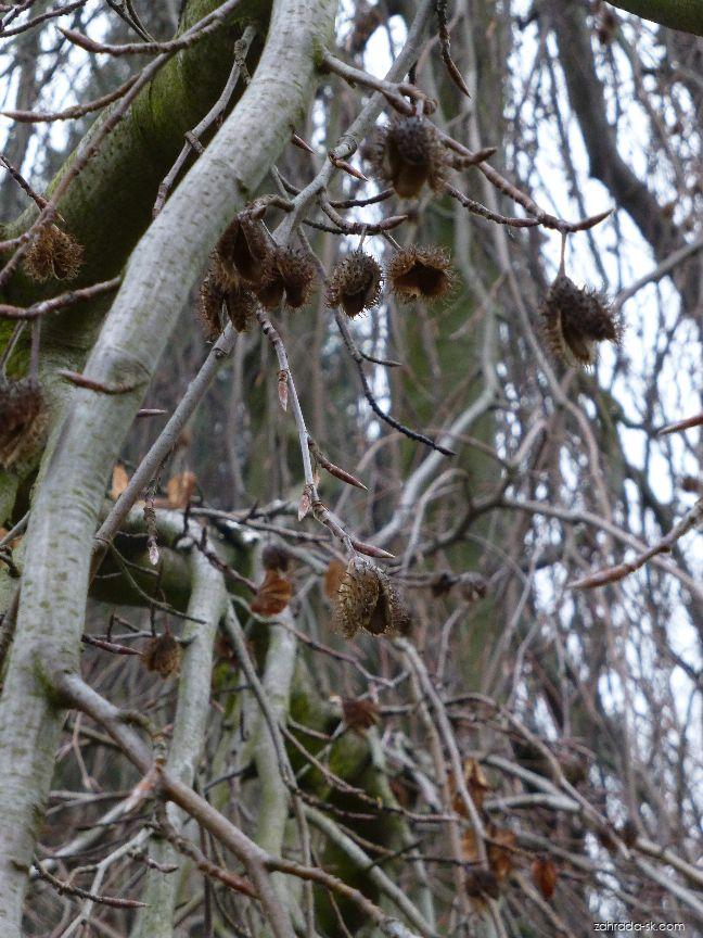 Fagus sylvatica Pendula (buk lesný) Fagus sylvatica Pendula (buk lesný)