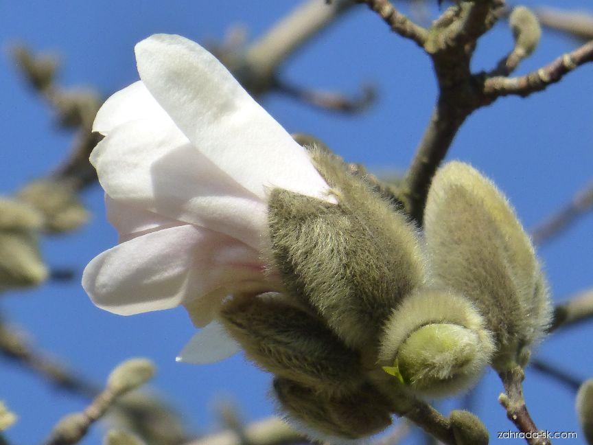 Magnolia stellata Harvard Centennial (magnólia) Magnolia stellata Harvard Centennial (magnólia)