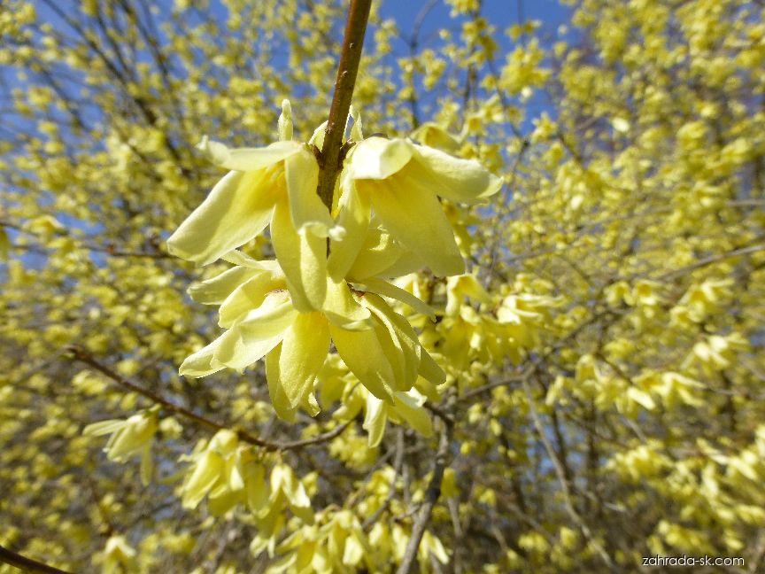 Forsythia giraldiana Lingelsh. (zlatovka Giraldova) Forsythia giraldiana Lingelsh. (zlatovka Giraldova)