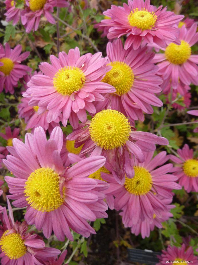 Chrysanthemum x morifolium Mei-kyo (chryzantéma záhradná) Chrysanthemum x morifolium Mei-kyo (chryzantéma záhradná)