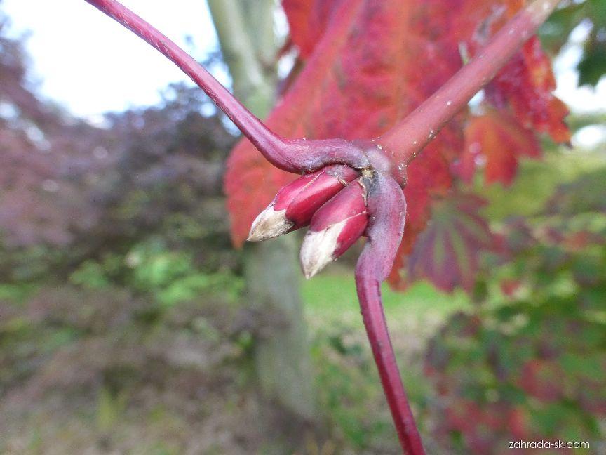 Acer japonicum Vitifolium (javor japonský) Acer japonicum Vitifolium (javor japonský)