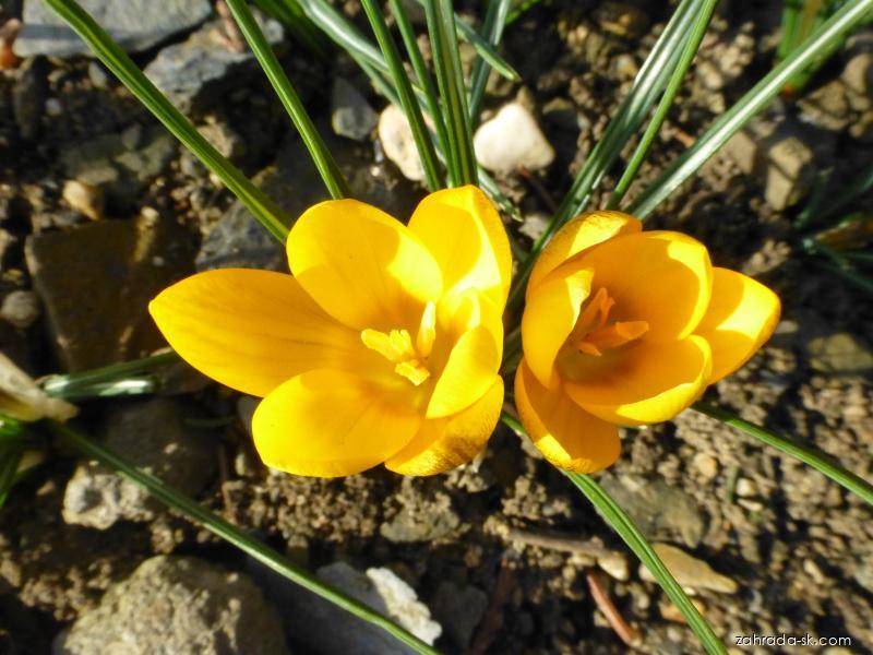 Crocus chrysanthus Goldilocks (šafran zlatý) Crocus chrysanthus Goldilocks (šafran zlatý)
