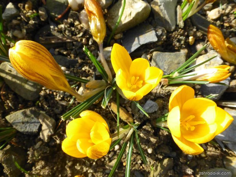 Crocus chrysanthus Goldilocks (šafran zlatý) Crocus chrysanthus Goldilocks (šafran zlatý)