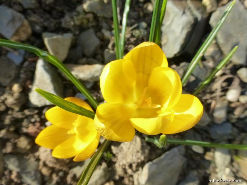 Crocus chrysanthus Goldilocks (šafran zlatý) Crocus chrysanthus Goldilocks (šafran zlatý)