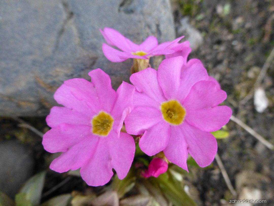 Primula rosea Royle (prvosienka ružová) Primula rosea Royle (prvosienka ružová)