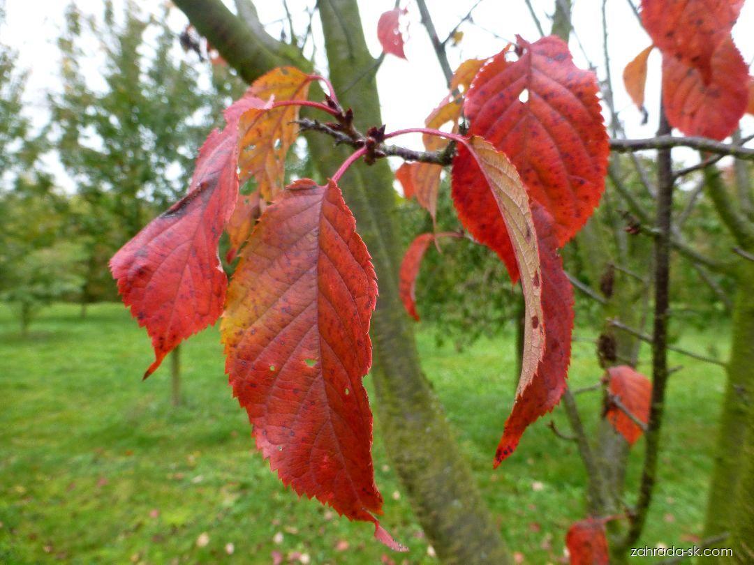Prunus serrulata Captain Collingwood Ingram (čerešna pílkatá) Prunus serrulata Captain Collingwood Ingram (čerešna pílkatá)