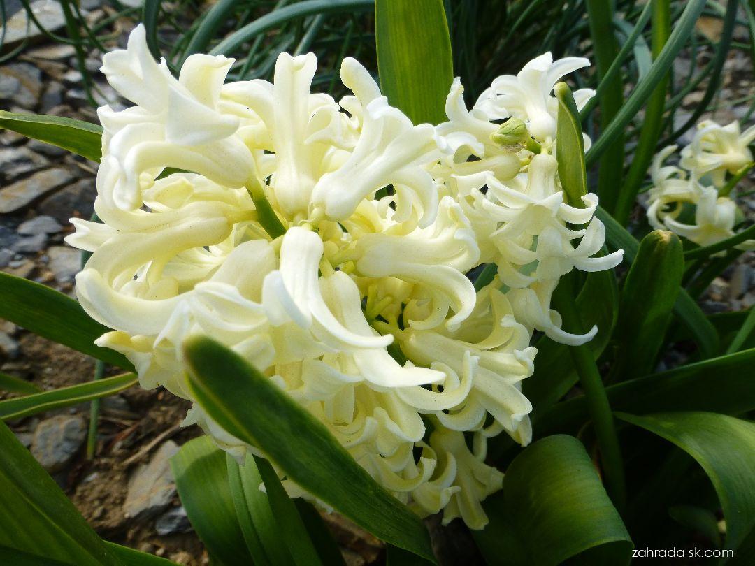 Hyacinthus orientalis City of Haarlem (hyacint východný) Hyacinthus orientalis City of Haarlem (hyacint východný)