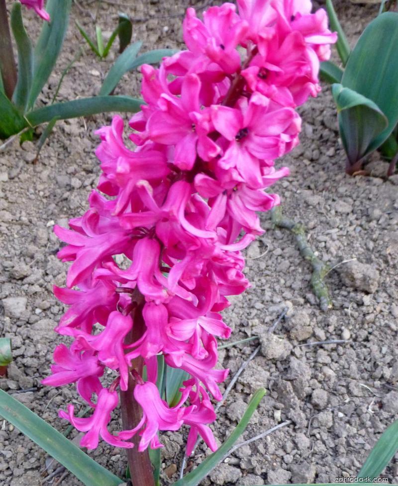 Hyacinthus orientalis Jan Bos (hyacint východný) Hyacinthus orientalis Jan Bos (hyacint východný)