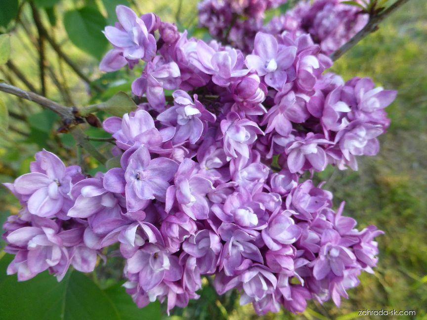 Syringa vulgaris Anne Tighe (orgován obyčajný) Syringa vulgaris Anne Tighe (orgován obyčajný)