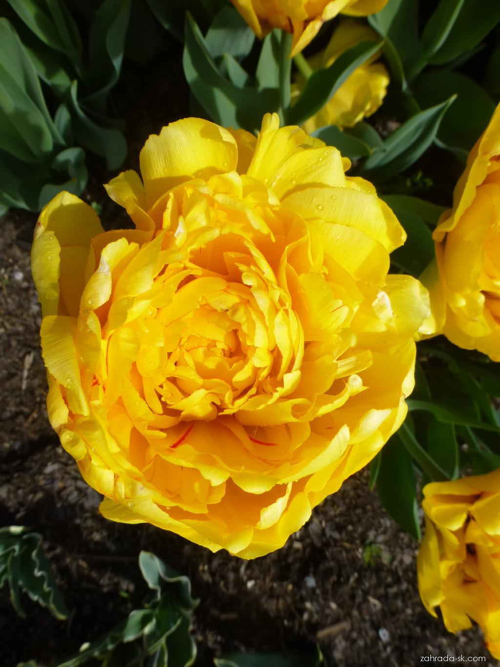 Tulipa Yellow Pomponette (tulipán) Tulipa Yellow Pomponette (tulipán)