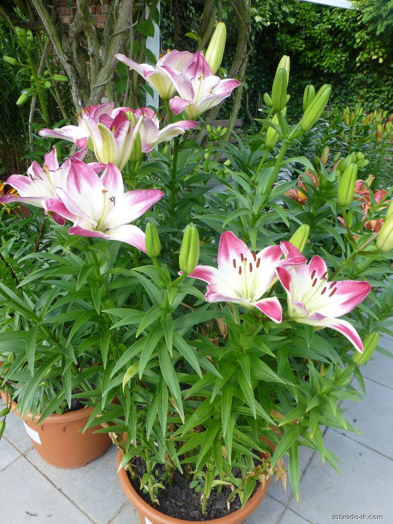 Lilium x hybridum Lollypop (ľalia) Lilium x hybridum Lollypop (ľalia)