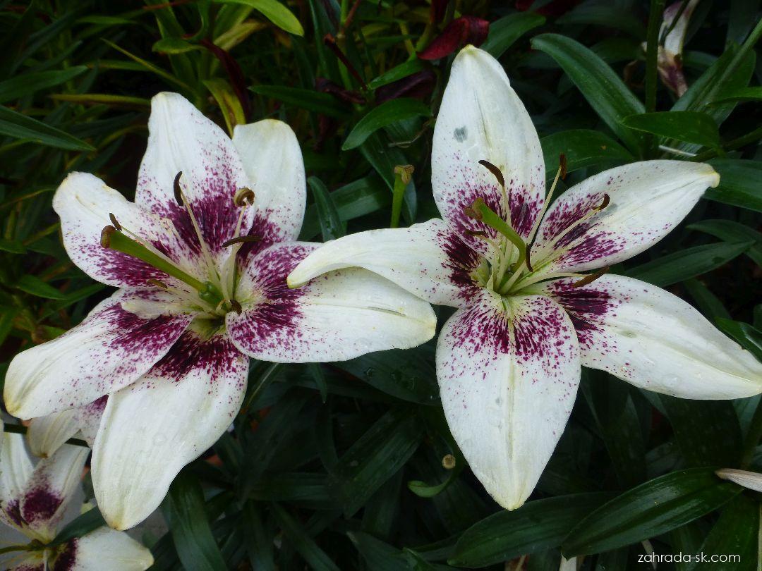 Lilium x hybridum White Pixels (ľalia) Lilium x hybridum White Pixels (ľalia)