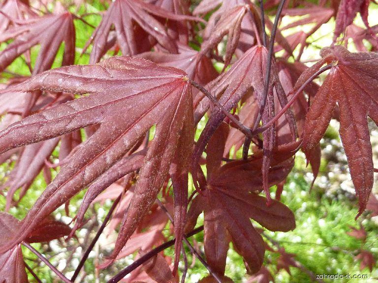 Acer palmatum Bloodgood (javor dlaňolistý) Acer palmatum Bloodgood (javor dlaňolistý)