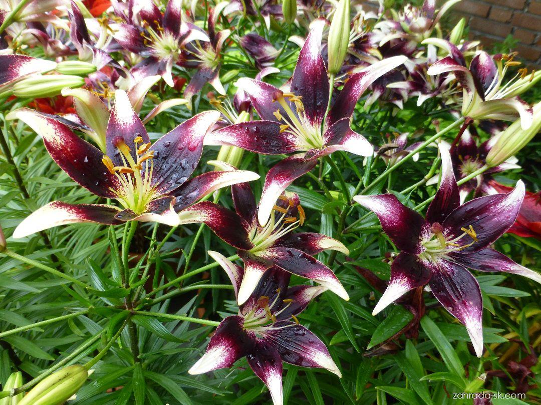 Lilium x hybridum Nettys Pride (ľalia) Lilium x hybridum Nettys Pride (ľalia)