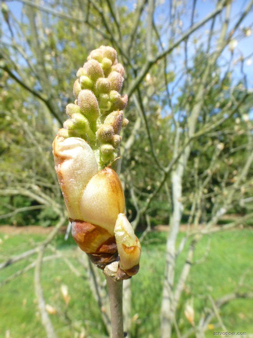 Aesculus x mutabilis Penduliflora (pagaštan menlivý) Aesculus x mutabilis Penduliflora (pagaštan menlivý)