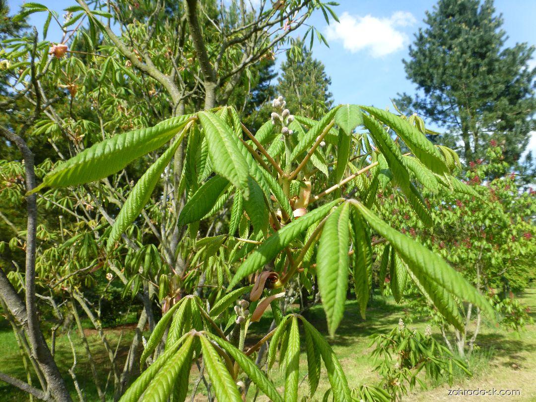 Aesculus x mutabilis Harbisonii (pagaštan menlivý) Aesculus x mutabilis Harbisonii (pagaštan menlivý)