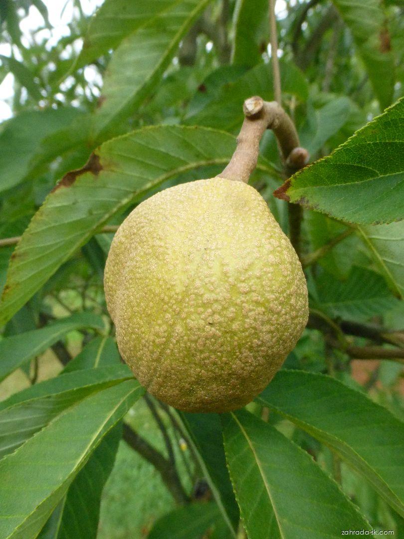 Aesculus x mutabilis Harbisonii (pagaštan menlivý) Aesculus x mutabilis Harbisonii (pagaštan menlivý)