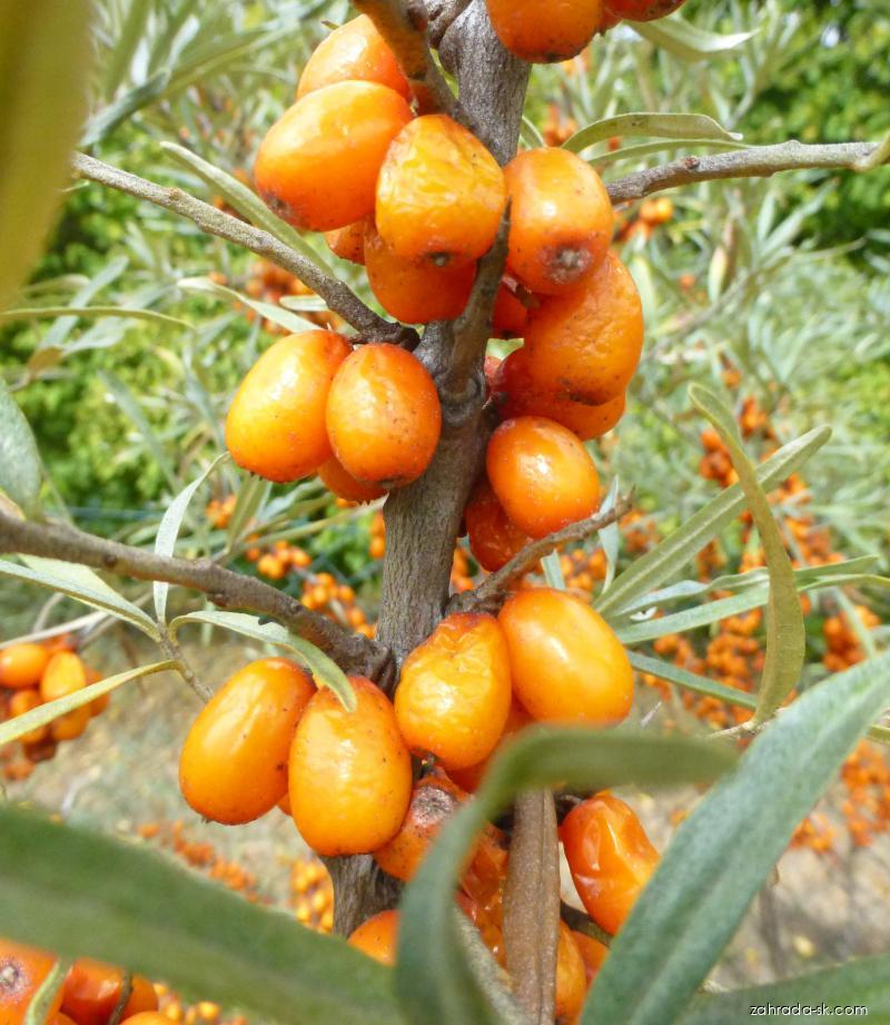 Hippophae rhamnoides Krasavice (rakytník rešetliakovitý) Hippophae rhamnoides Krasavice (rakytník rešetliakovitý)