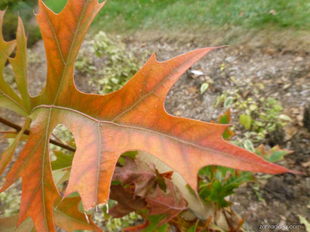 Quercus palustris Green Pillar (dub močiarny) Quercus palustris Green Pillar (dub močiarny)