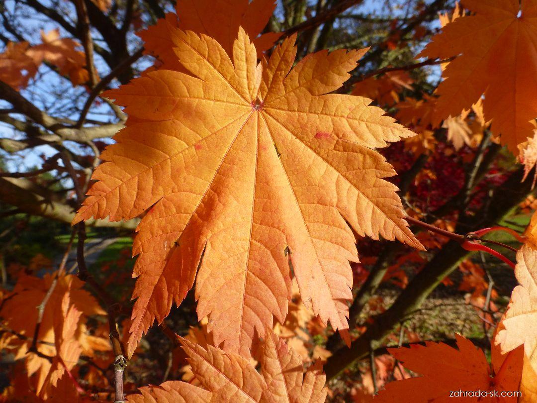 Acer japonicum Vitifolium (javor japonský) Acer japonicum Vitifolium (javor japonský)