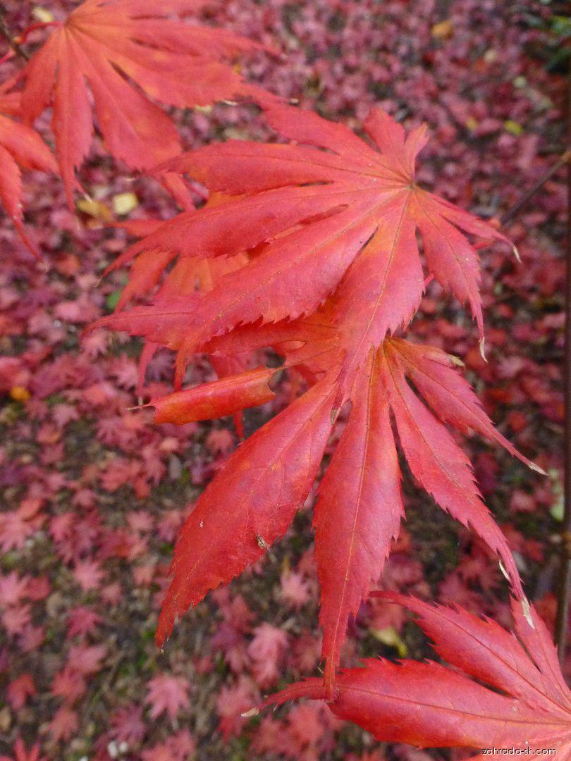 Acer palmatum Trompenburg (javor dlaňolistý) Acer palmatum Trompenburg (javor dlaňolistý)