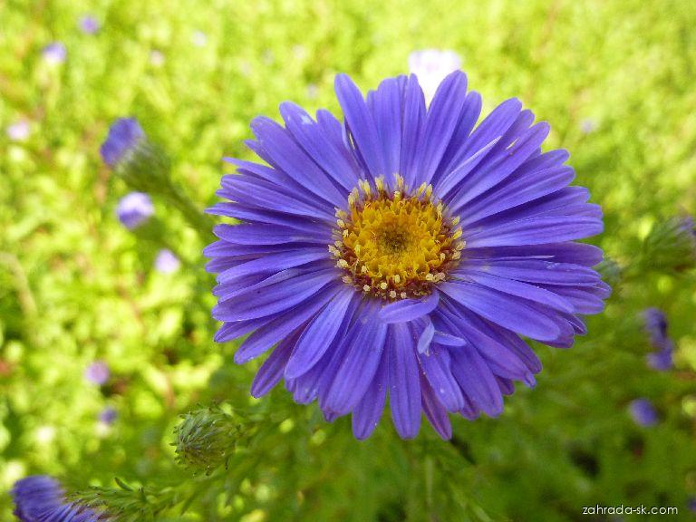 Symphyotrichum novi-belgii Schöne von Dietlikon (astra novobelgická) Symphyotrichum novi-belgii Schöne von Dietlikon (astra novobelgická)