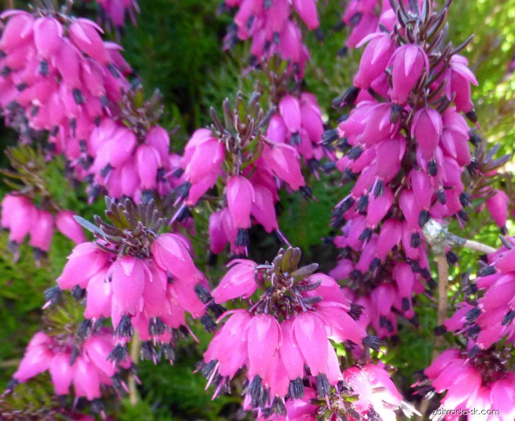 Erica carnea Nathalie (vresovec bylinný) Erica carnea Nathalie (vresovec bylinný)