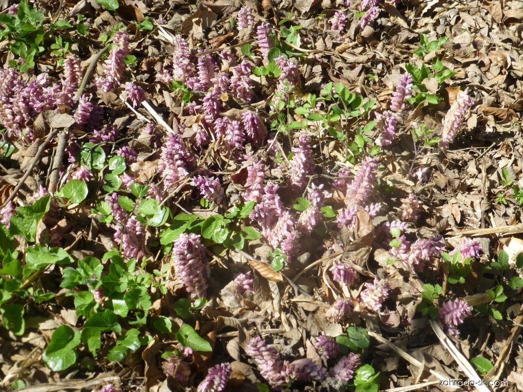 Lathraea squamaria L. (zubovník šupinatý) Lathraea squamaria L. (zubovník šupinatý)