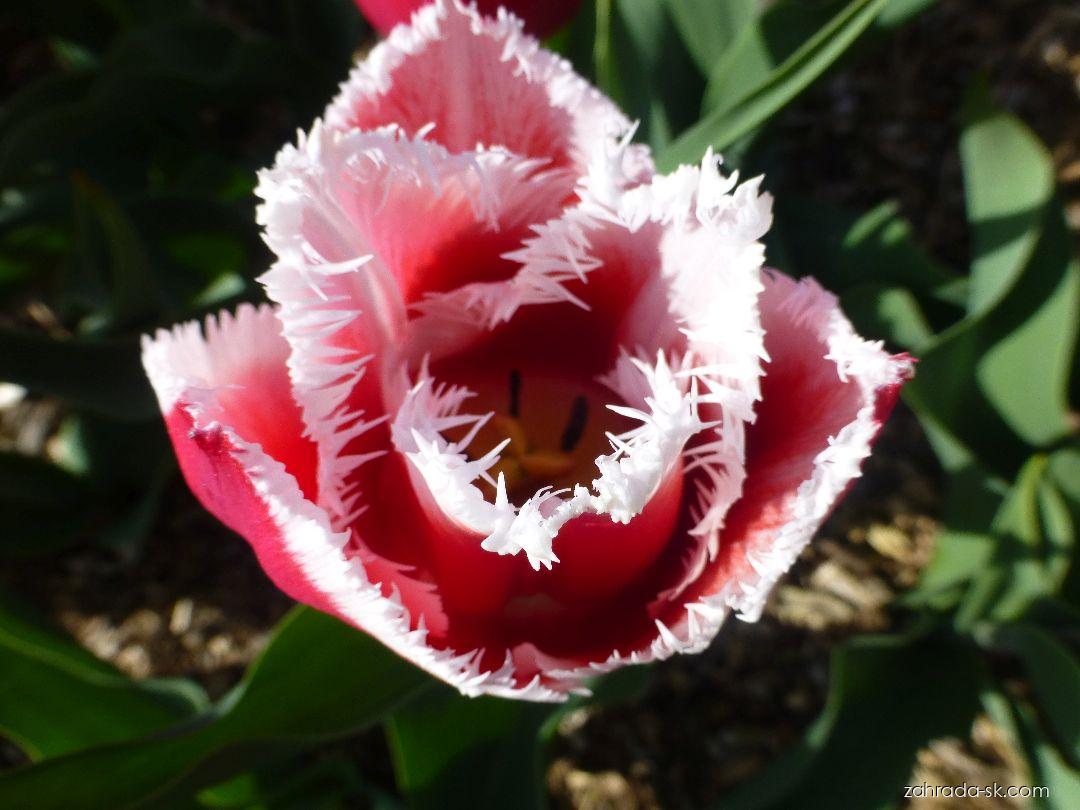 Tulipa Canasta (tulipán) Tulipa Canasta (tulipán)