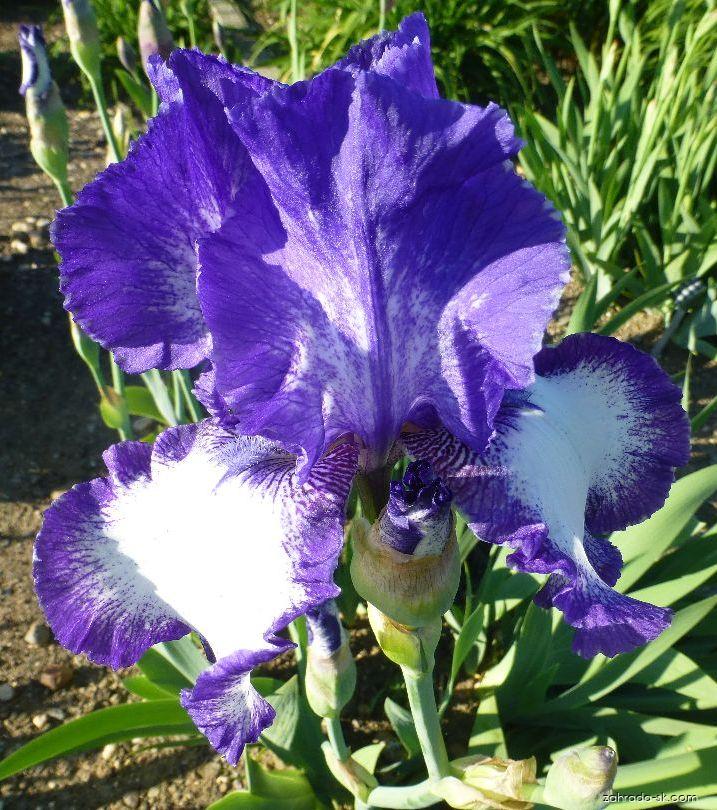 Iris barbata Rococo (kosatec záhradný) Iris barbata Rococo (kosatec záhradný)
