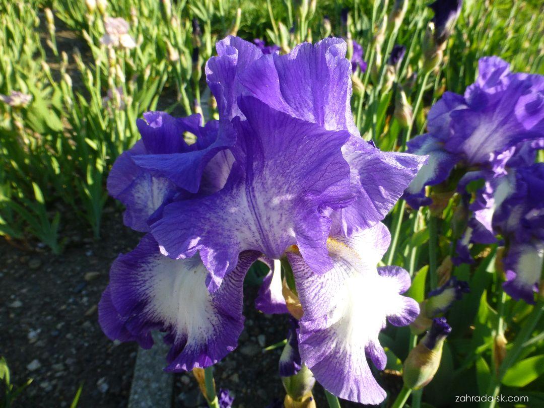 Iris barbata Rococo (kosatec záhradný) Iris barbata Rococo (kosatec záhradný)