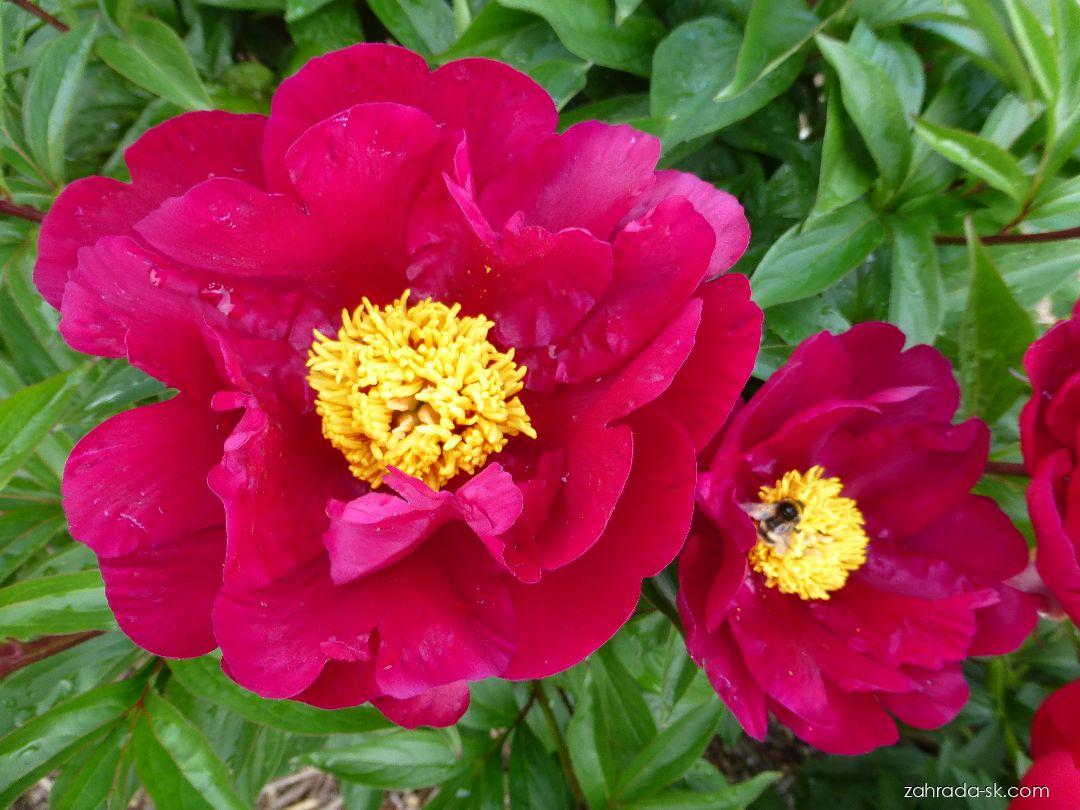 Paeonia lactiflora Lights Out (pivonka) Paeonia lactiflora Lights Out (pivonka)