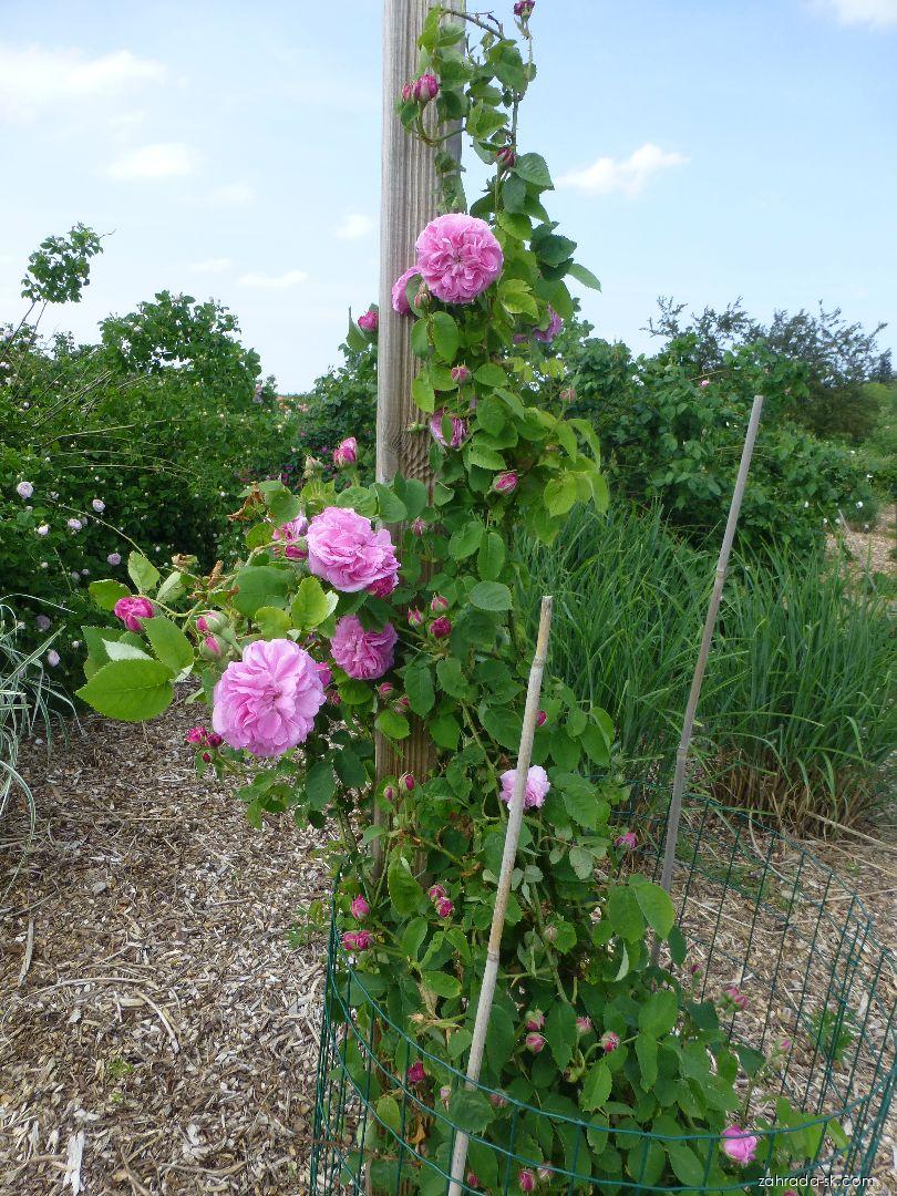 Rosa Gros Choux de Hollande (ruža) Rosa Gros Choux de Hollande (ruža)