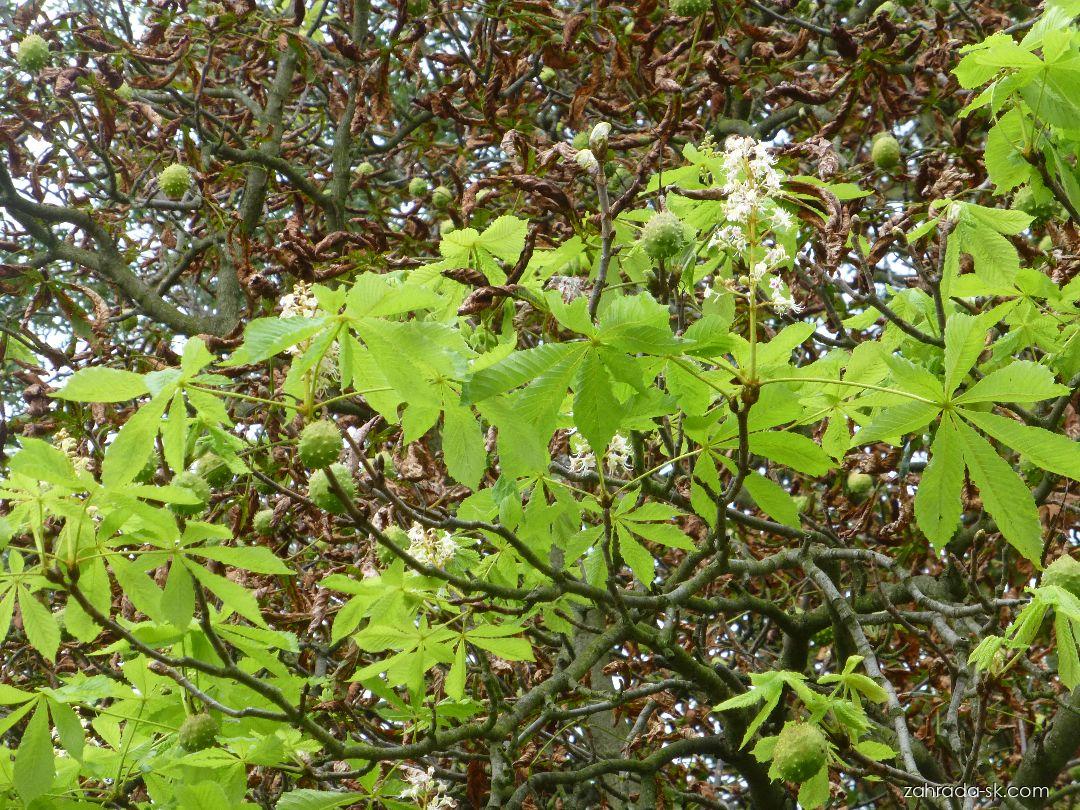 Aesculus hippocastanum L. (pagaštan konský) Aesculus hippocastanum L. (pagaštan konský)