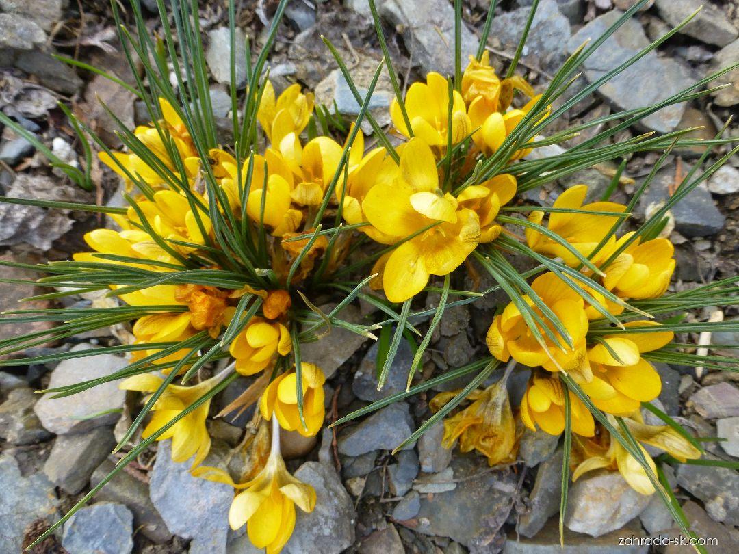 Crocus chrysanthus Goldilocks (šafran zlatý) Crocus chrysanthus Goldilocks (šafran zlatý)