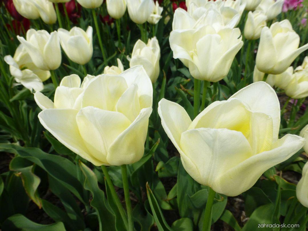 Tulipa H.D. Genscher (tulipán) Tulipa H.D. Genscher (tulipán)
