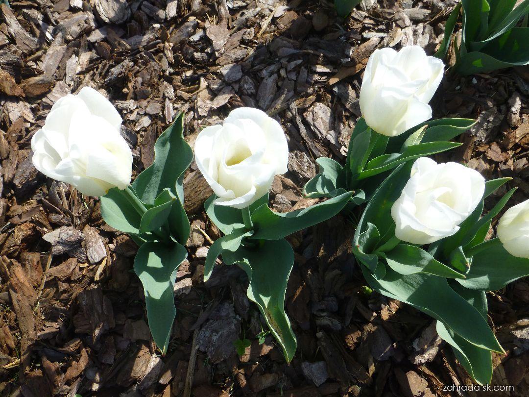 Narcissus Calgary (narcis) Narcissus Calgary (narcis)