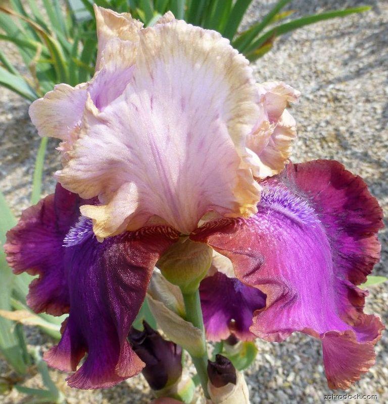 Iris barbata Burgermeister (kosatec záhradný) Iris barbata Burgermeister (kosatec záhradný)