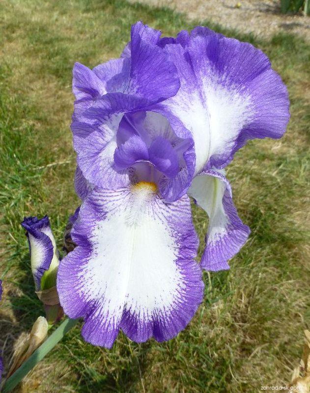 Iris barbata Rococo (kosatec záhradný) Iris barbata Rococo (kosatec záhradný)