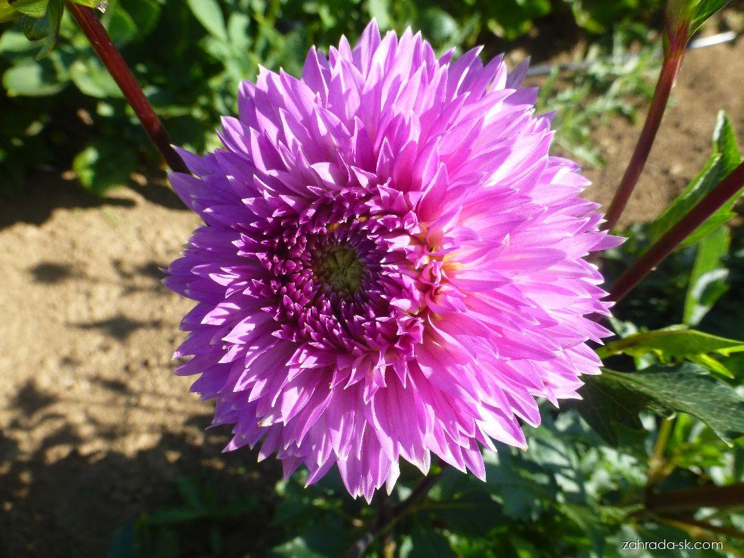 Dahlia Frizzy Lizzy (georgína) Dahlia Frizzy Lizzy (georgína)