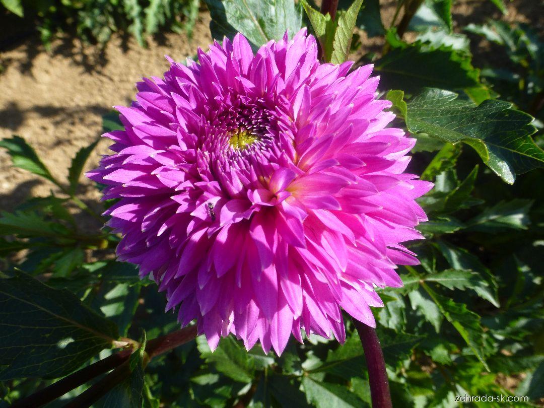 Dahlia Frizzy Lizzy (georgína) Dahlia Frizzy Lizzy (georgína)
