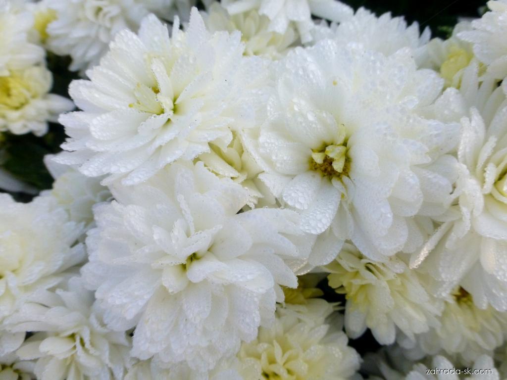 Chrysanthemum x morifolium Světla (chryzantéma záhradná) Chrysanthemum x morifolium Světla (chryzantéma záhradná)