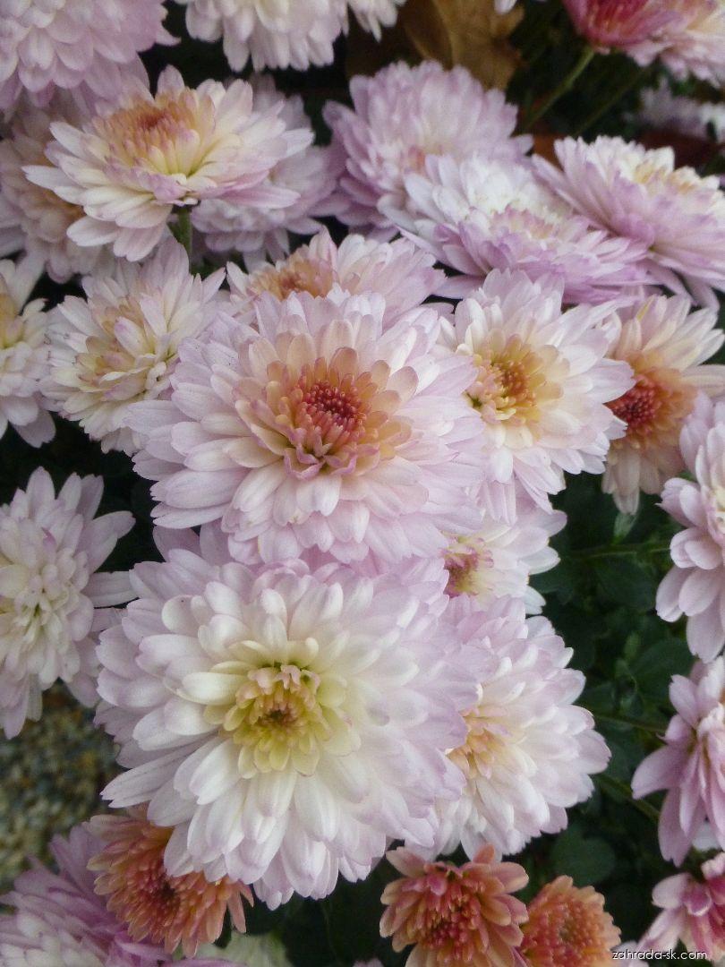 Chrysanthemum x morifolium Tereza (chryzantéma záhradná) Chrysanthemum x morifolium Tereza (chryzantéma záhradná)
