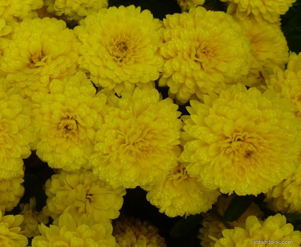 Chrysanthemum x morifolium Flavie (chryzantéma záhradná) Chrysanthemum x morifolium Flavie (chryzantéma záhradná)